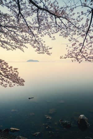 555电影网日剧封面，东京街头樱花飘落，主角骑单车穿行其中，画面清新治愈